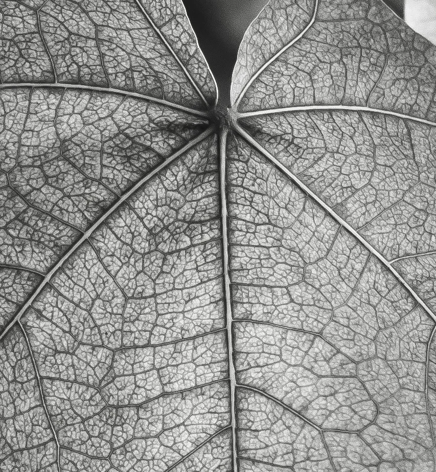 DSC00405-2.jpg