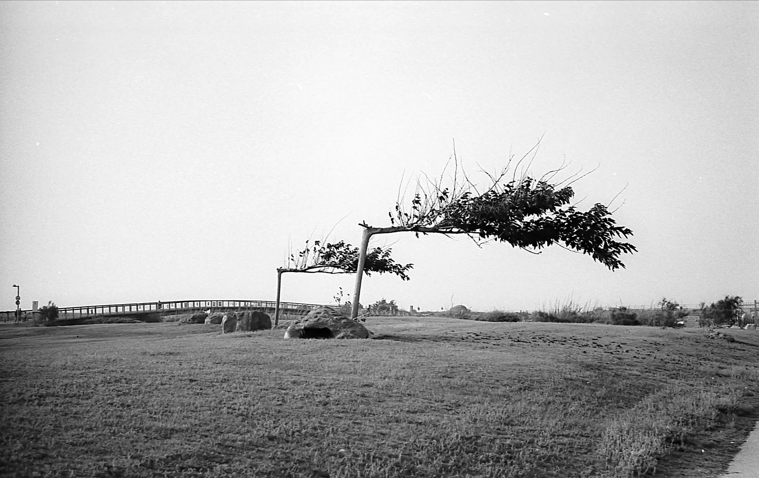 Folded Trees.jpg
