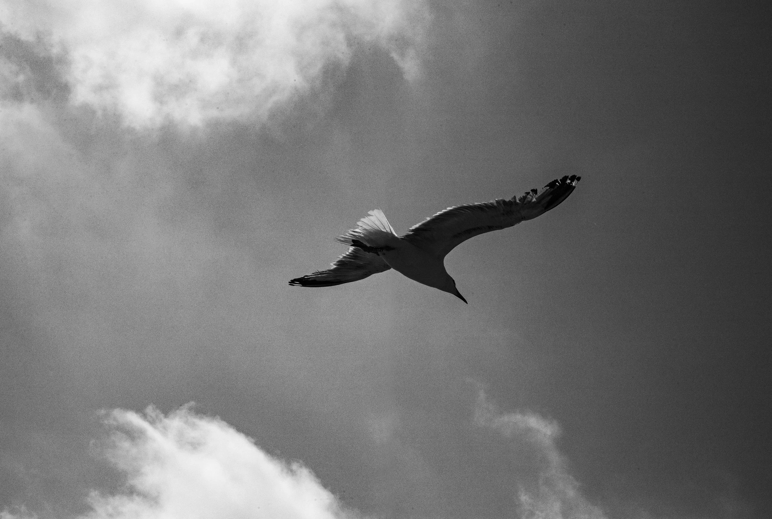 The Bird.jpg