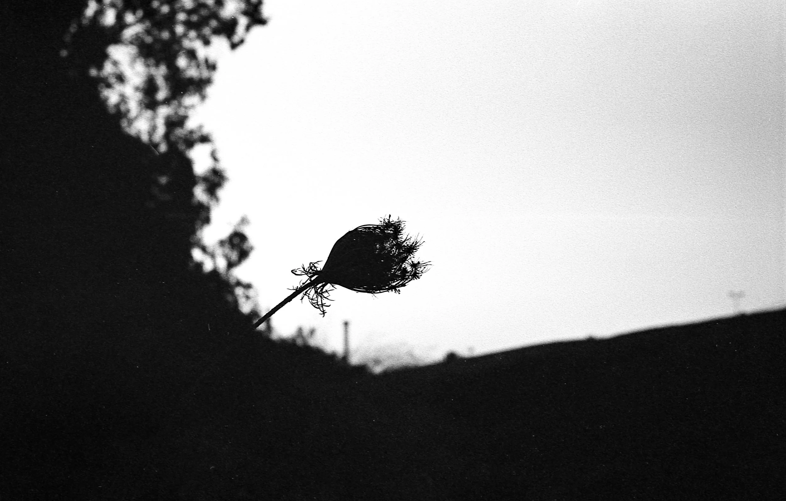 Shadow Of The Flower.jpg